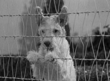 After-the-Thin-Man-1936-stills-07