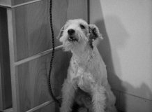 After-the-Thin-Man-1936-stills-10