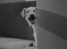 After-the-Thin-Man-1936-stills-37