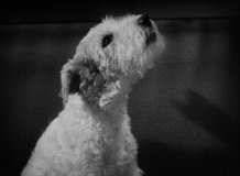 After-the-Thin-Man-1936-stills-56