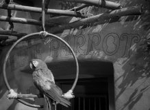 Casablanca-1942-stills-24