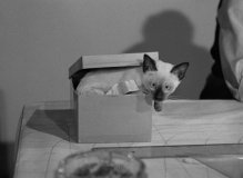 Cat-People-1942-stills-08