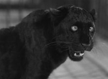 Cat-People-1942-stills-27