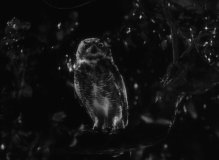 I-Walked-with-a-Zombie-1943-stills-44