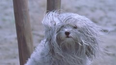 1_Il-Mare-2000-stills-29