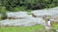 Im-A-Cyborg-But-Thats-OK-2006-stills-31