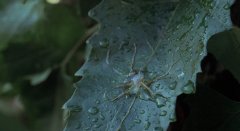 Invasion-of-the-Body-Snatchers-1978-stills-02