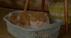 Rent-a-Cat-2012-stills-02