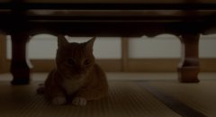 Rent-a-Cat-2012-stills-10