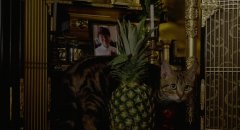Rent-a-Cat-2012-stills-17