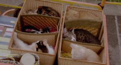 Rent-a-Cat-2012-stills-20