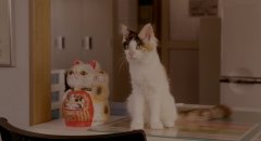 Rent-a-Cat-2012-stills-38