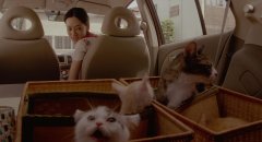 Rent-a-Cat-2012-stills-39