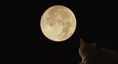 Rent-a-Cat-2012-stills-43