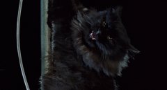The-Cat-1992-stills-11