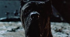 The-Cat-1992-stills-27