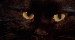 The-Cat-1992-stills-38