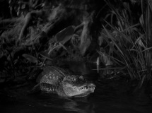 The-Cat-and-the-Canary-1939-stills-06