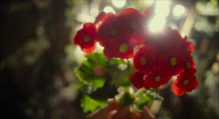 The-Silenced-2015-stills-26