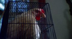 The-Texas-Chain-Saw-Massacre-1974-stills-26