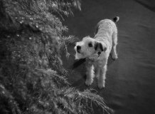 The-Thin-Man-1934-stills-11